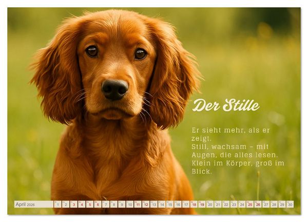 Produktbild: Hunde mit Charakter (Wandkalender 2026 DIN A3 quer), CALVENDO Monatskalender