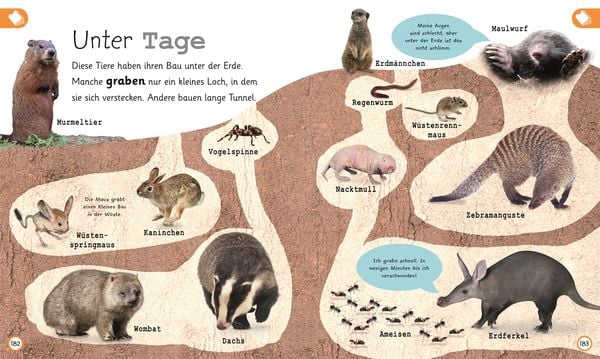 Wissen für Vorschulkids. Was weißt du über Tiere?
