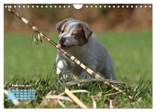 Produktbild: Lillyfee und ein K&ouml;rbchen voller Gl&uuml;ck (Wandkalender 2027 DIN A4 quer), CALVENDO Monatskalender