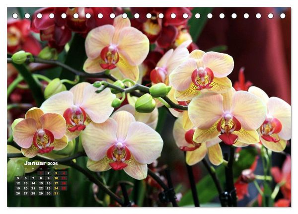 Produktbild: Pr&auml;chtige Orchideen (Tischkalender 2026 DIN A5 quer), CALVENDO Monatskalender
