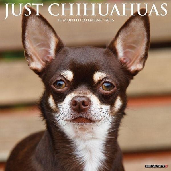 Produktbild: Chihuahuas 2026 Wall Calendar
