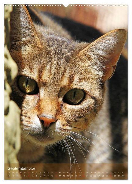 Produktbild: KATZEN AUGEN BLICKE (hochwertiger Premium Wandkalender 2026 DIN A2 hoch), Kunstdruck in Hochglanz