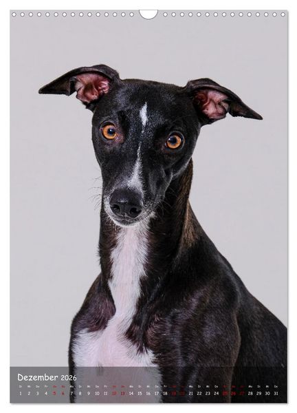 Produktbild: Whippets im Portrait (Wandkalender 2026 DIN A3 hoch), CALVENDO Monatskalender