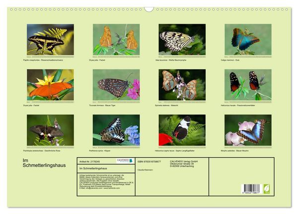Produktbild: Im Schmetterlingshaus (Wandkalender 2026 DIN A2 quer), CALVENDO Monatskalender