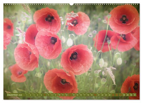 Produktbild: Mohnblumen - Fotografie mit Magie (hochwertiger Premium Wandkalender 2026 DIN A2 quer), Kunstdruck in Hochglanz