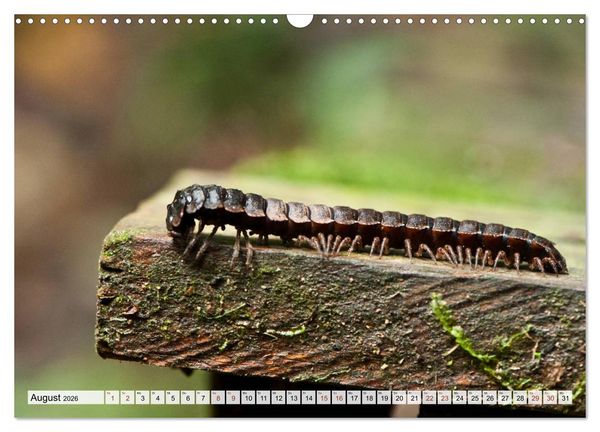 Produktbild: INSEKTEN GANZ NAHE (Wandkalender 2026 DIN A3 quer), CALVENDO Monatskalender