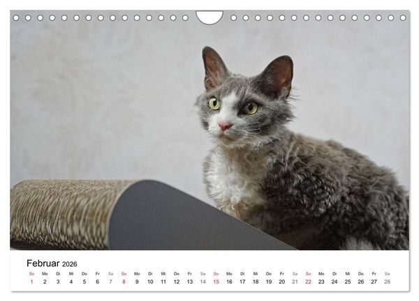 Produktbild: Rassekatzen 2026 (Wandkalender 2026 DIN A4 quer), CALVENDO Monatskalender