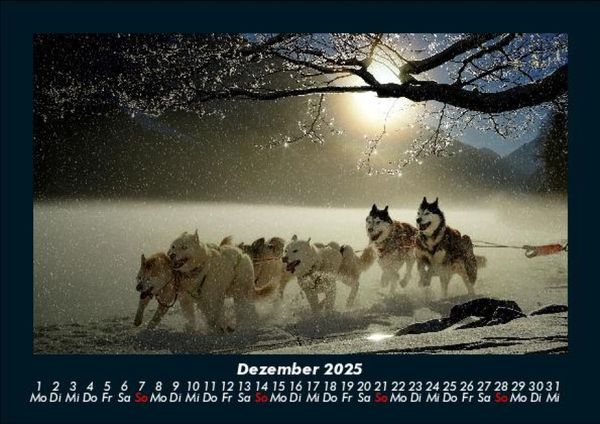 Produktbild: Hunde 2025 Fotokalender DIN A5