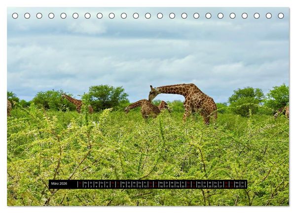 Produktbild: Afrika - Vielfalt in Flora und Fauna (Tischkalender 2026 DIN A5 quer), CALVENDO Monatskalender