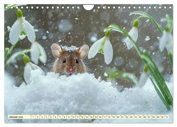 Produktbild: M&auml;use - neugierig unterwegs (Wandkalender 2026 DIN A4 quer), CALVENDO Monatskalender