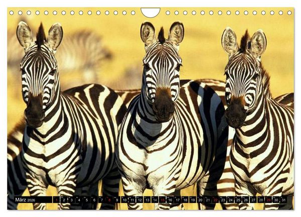 Produktbild: Zebras - Ungez&auml;hmte Kraft (Wandkalender 2026 DIN A4 quer), CALVENDO Monatskalender