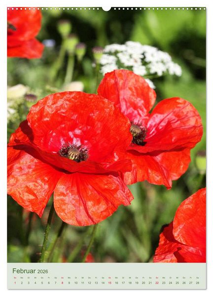 Produktbild: Mohn im Feld (hochwertiger Premium Wandkalender 2026 DIN A2 hoch), Kunstdruck in Hochglanz