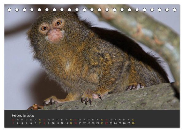 Produktbild: Tierpark-Gera (Tischkalender 2026 DIN A5 quer), CALVENDO Monatskalender