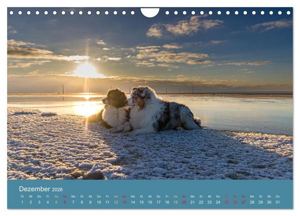Produktbild: Mit Aussies unterwegs - Die bunte Welt der Australian Shepherds (Wandkalender 2026 DIN A4 quer), CALVENDO Monatskalender