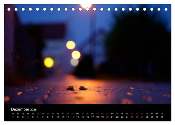 Produktbild: Kleine B&auml;nderschnecke ganz gro&szlig; - Gem&uuml;tlich durch das neue Jahr (Tischkalender 2026 DIN A5 quer), CALVENDO Monatskalender