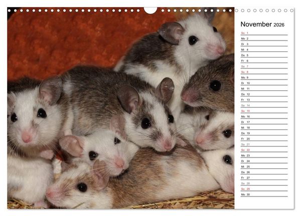 Produktbild: Mausebande (Wandkalender 2026 DIN A3 quer), CALVENDO Monatskalender