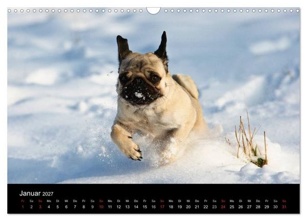 Produktbild: Mops 2027 (Wandkalender 2027 DIN A3 quer), CALVENDO Monatskalender