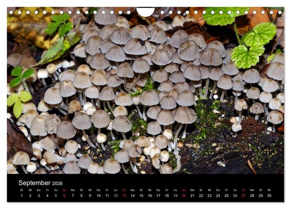 Produktbild: Pilze, Pilze (Wandkalender 2026 DIN A4 quer), CALVENDO Monatskalender