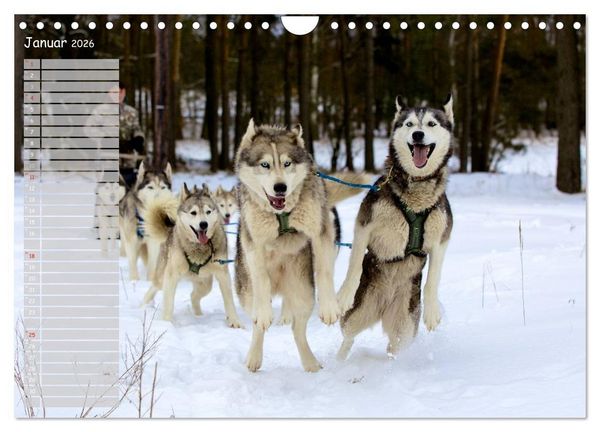 Produktbild: Huskies! (Wandkalender 2026 DIN A4 quer), CALVENDO Monatskalender