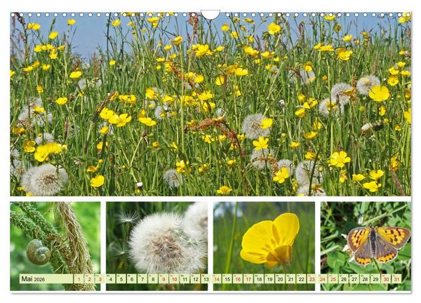 Produktbild: Bl&uuml;tenmeer am Wegesrand (Wandkalender 2026 DIN A3 quer), CALVENDO Monatskalender