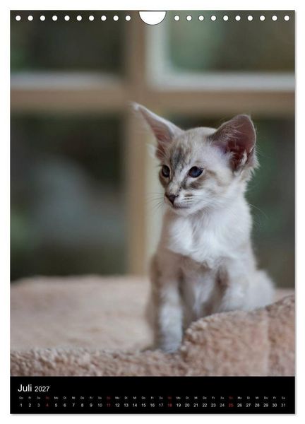 Produktbild: Orientalische Katzen 2027 (Wandkalender 2027 DIN A4 hoch), CALVENDO Monatskalender