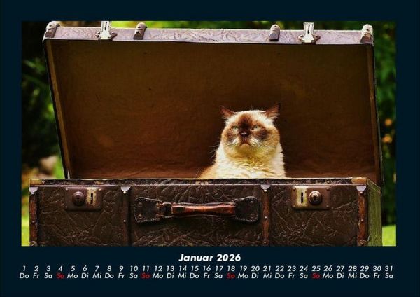 Produktbild: F&uuml;r Katzenfreunde 2026 Fotokalender DIN A4