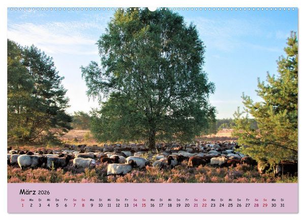 Produktbild: L&uuml;neburger Heide Wege (Wandkalender 2026 DIN A2 quer), CALVENDO Monatskalender