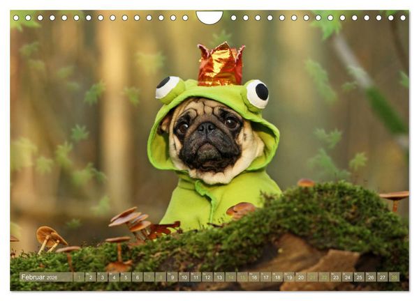 Produktbild: Lustige M&ouml;pse aus der Hundeknipserei (Wandkalender 2026 DIN A4 quer), CALVENDO Monatskalender