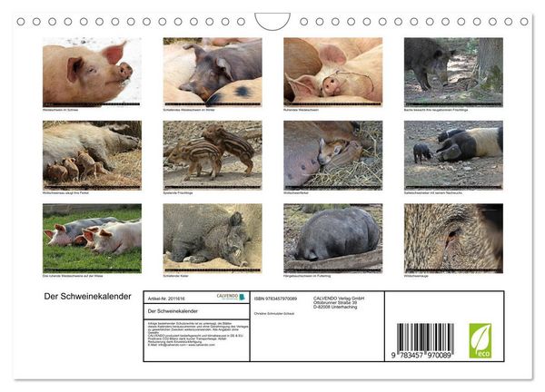 Produktbild: Der Schweinekalender (Wandkalender 2026 DIN A4 quer), CALVENDO Monatskalender