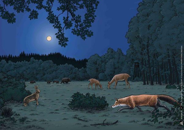 Produktbild: So leben die Tiere in der Nacht. Kamishibai Bildkartenset