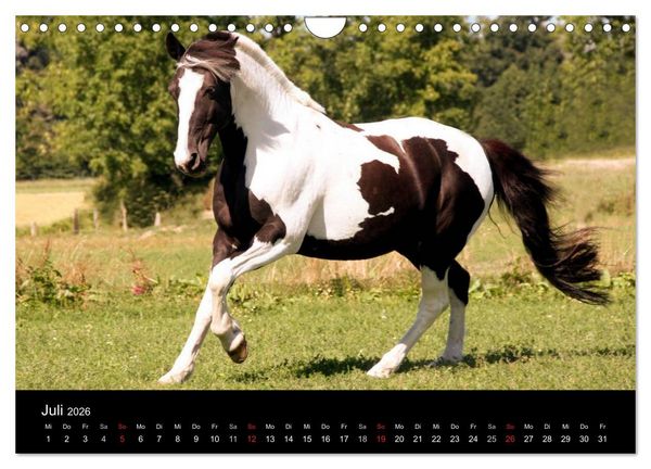 Produktbild: Pferde - m&auml;chtig, stolz & sch&ouml;n (Wandkalender 2026 DIN A4 quer), CALVENDO Monatskalender