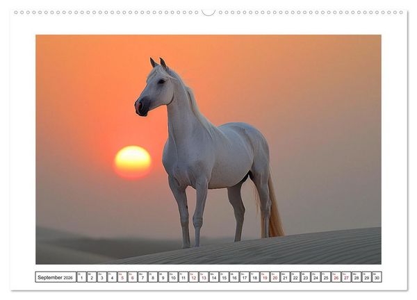 Produktbild: Bezaubernde Eleganz wei&szlig;er Pferde (Wandkalender 2026 DIN A2 quer), CALVENDO Monatskalender