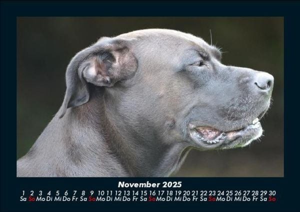 Produktbild: Hundezauber 2025 Fotokalender DIN A5