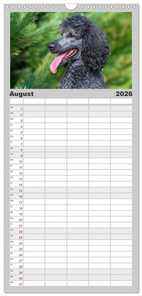 Produktbild: Familienplaner 2026 - Pudel - Gl&uuml;ck auf vier Pfoten mit 5 Spalten (Wandkalender, 21 x 45 cm) CALVENDO
