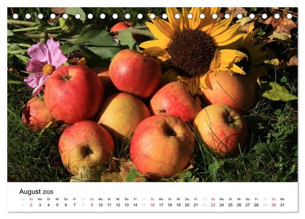 Produktbild: Alte Apfelsorten (Tischkalender 2026 DIN A5 quer), CALVENDO Monatskalender
