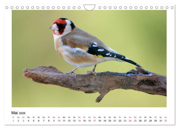 Produktbild: Heimische Gartenv&ouml;gel - Gefiederte Freunde (Wandkalender 2026 DIN A4 quer), CALVENDO Monatskalender