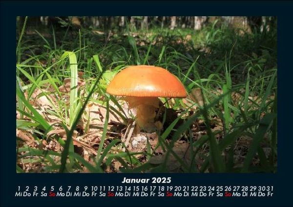 Produktbild: Pilzkalender 2025 Fotokalender DIN A5