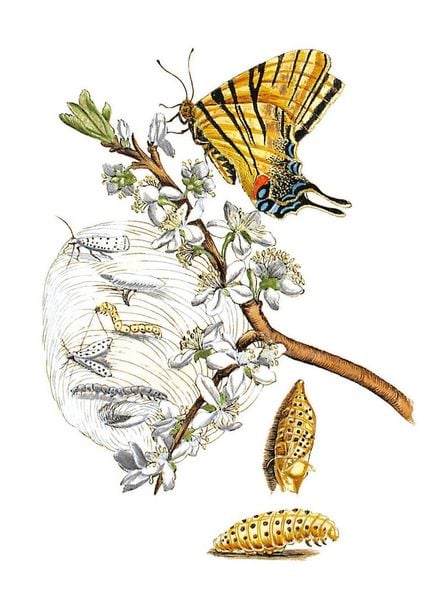 Produktbild: Maria Sibylla Merian &ndash; Bl&uuml;ten, Raupen, Schmetterlinge (Jubil&auml;umsausgabe)