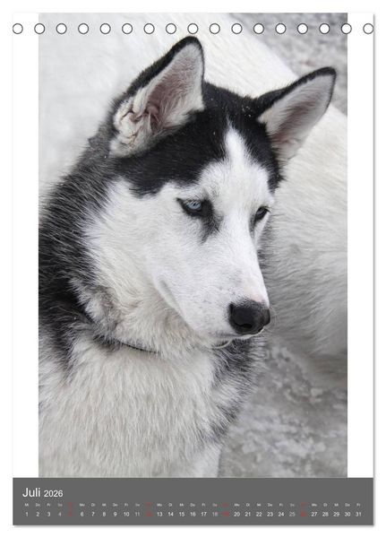 Produktbild: Huskies - Portraits im Schnee (Tischkalender 2026 DIN A5 hoch), CALVENDO Monatskalender