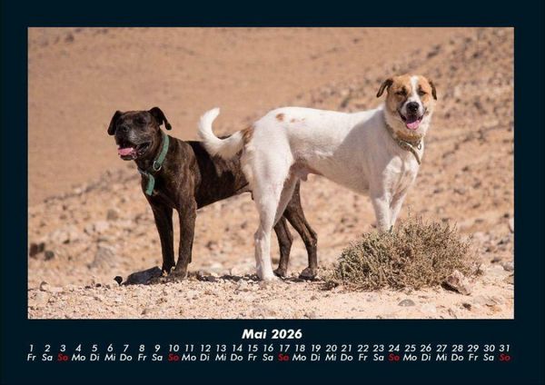Produktbild: Hundezauber 2026 Fotokalender DIN A4