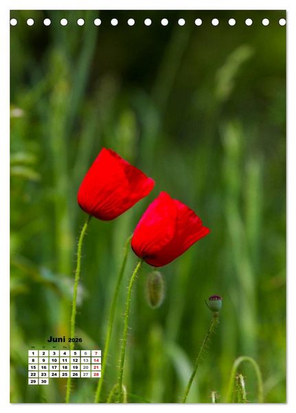 Produktbild: Zauber der Natur - Heimische Orchideen und Wiesenblumen (Tischkalender 2026 DIN A5 hoch), CALVENDO Monatskalender