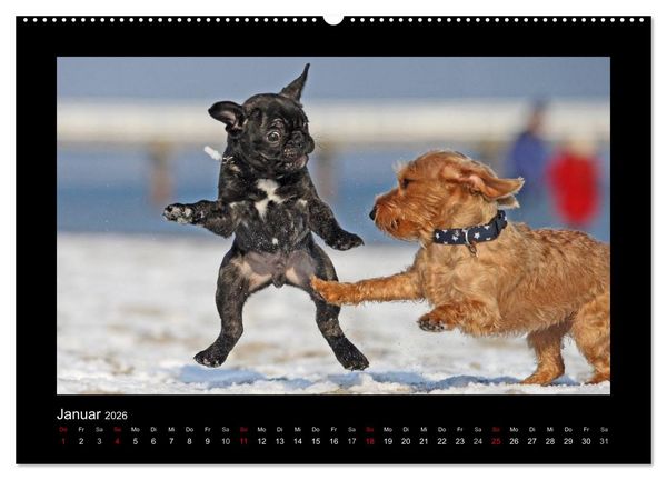 Produktbild: Allerlei Hundekinder (Wandkalender 2026 DIN A2 quer), CALVENDO Monatskalender