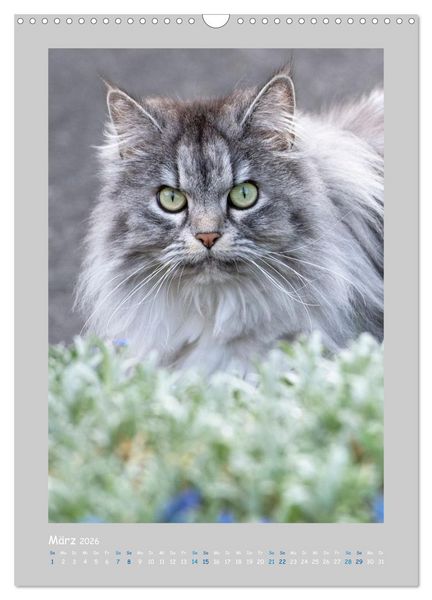 Produktbild: Maincoon & Co. - Rassekatzen mit Klasse (Wandkalender 2026 DIN A3 hoch), CALVENDO Monatskalender