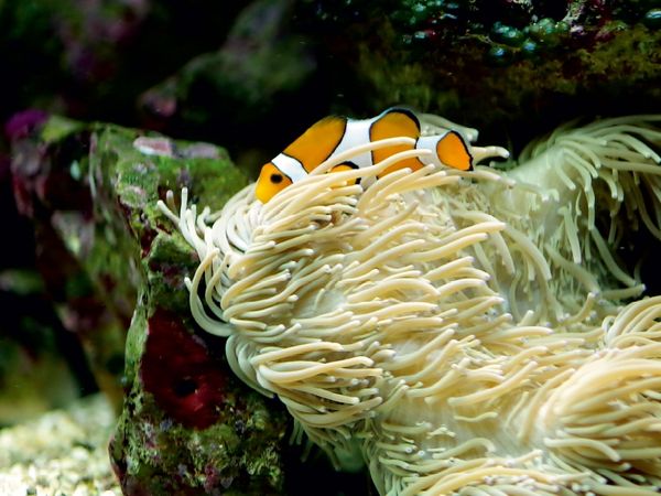 Produktbild: CALVENDO Puzzle Anemonenfisch, Clownfisch (Amphiprion) | 1000 Teile Lege-Gr&ouml;&szlig;e 64x48cm Foto-Puzzle f&uuml;r gl&uuml;ckliche Stunden