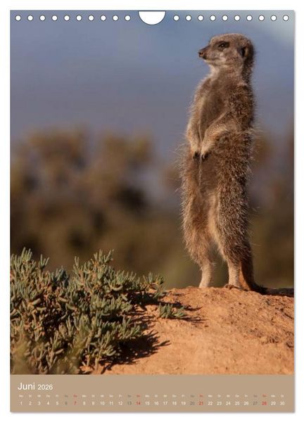 Produktbild: Erdm&auml;nnchen - Afrikas liebenswerte Zwerge (Wandkalender 2026 DIN A4 hoch), CALVENDO Monatskalender