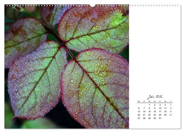 Produktbild: Blattkunst (hochwertiger Premium Wandkalender 2026 DIN A2 quer), Kunstdruck in Hochglanz