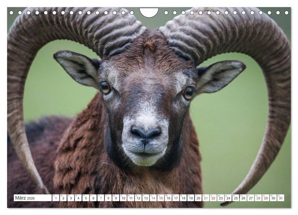 Produktbild: Emotionale Momente: Muffelwild. (Wandkalender 2026 DIN A4 quer), CALVENDO Monatskalender