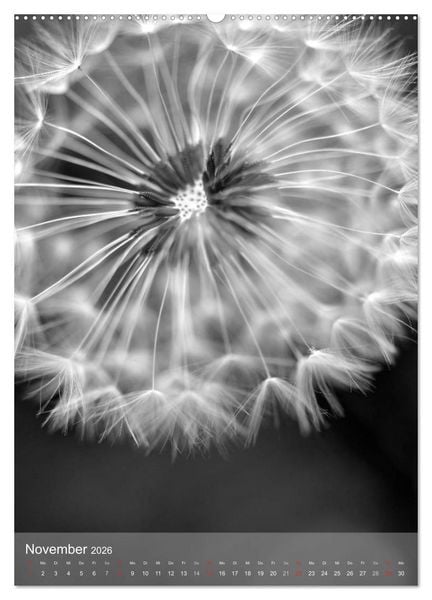 Produktbild: Monochrome Bl&uuml;ten - In Schwarz-Wei&szlig; Bildern durch das Jahr (hochwertiger Premium Wandkalender 2026 DIN A2 hoch), Kunstdruck in Hochglanz