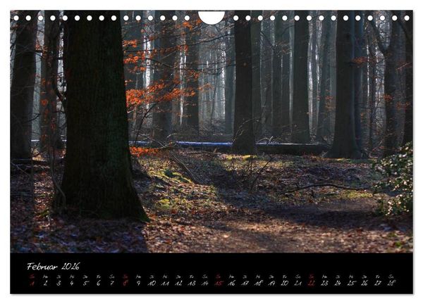 Produktbild: Wald (Wandkalender 2026 DIN A4 quer), CALVENDO Monatskalender