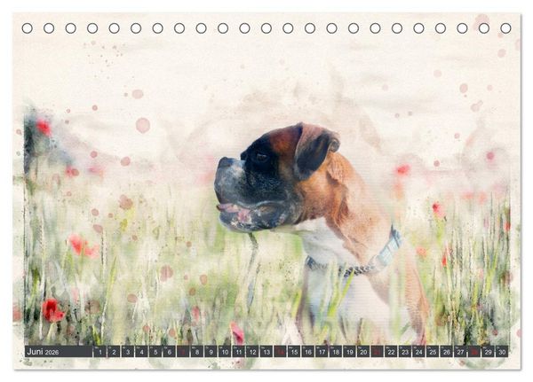 Produktbild: Boxer Photo&Kunst (Tischkalender 2026 DIN A5 quer), CALVENDO Monatskalender